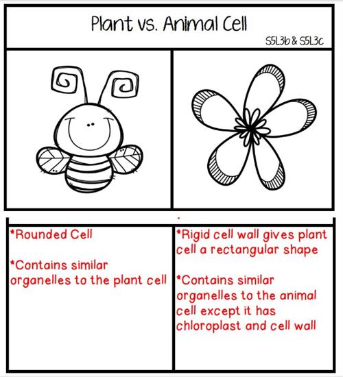 Plant vs Animal